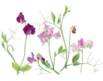 Botanical Art; Sweet Pea Limited Edition Print - from original watercolour painting