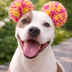 May include: A white and brown dog wearing two large, round pom-poms on its head. The pom-poms are made of vibrant, multi-colored yarn strands in shades of bright pink and yellow, positioned on each side to resemble ears on the dog's head.