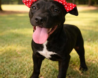 Double Dog Bows for Headbands Pigtails Bows Doggie Bows for Girly and Puppy Hair Accessories Cute Pet Photo Props Dog Birthday Outfit