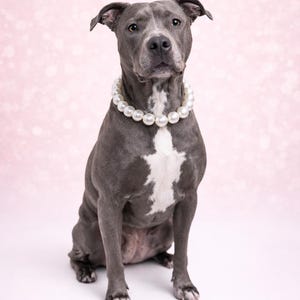 Pearl Dog Necklace for Photoshoots Big Dog Pearl Collar Large Breed Dog Jewelry Pitbull Necklace with Heart Clasp Custom Dog Name Beads Hand