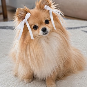 May include: A small, fluffy, light brown Pomeranian dog with long fur and dark eyes. The dog has two white satin ribbons tied into bows, one on each side of its head, positioned just above the ears, with the ribbon tails hanging down.