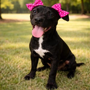 Heart Dog Hair Bows for Short Hair Dogs Pit Bull Double Bow Set Elastic Dog Ear Bows Everyday Pit Pride Cute Dog Photo Outfit double bows