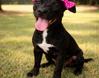 Heart Dog Hair Bows for Short Hair Dogs Pit Bull Double Bow Set Elastic Dog Ear Bows Everyday Pit Pride Cute Dog Photo Outfit double bows