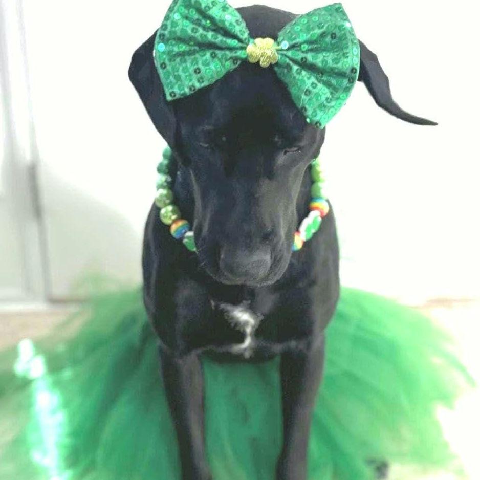 Green Dog Dresses - Etsy