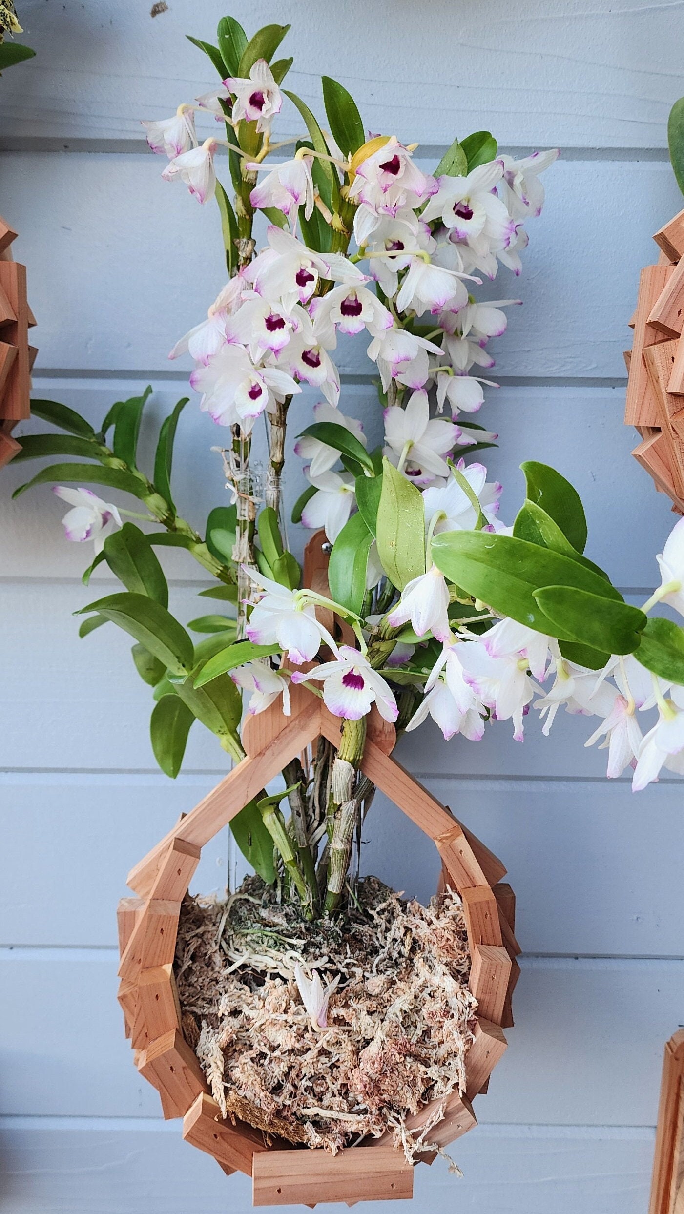 thumbnail image 2 of Wood Orchid Basket – Hanging Pyramid Planter, 10 Inch, Wooden Plant Holder For Orchids 2 of 6