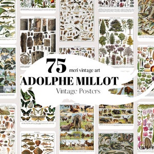 Adolphe Millot BUNDLE,75 posters and illustrations,Adolphe Millot,Adolphe Millot Prints,Digital Download,Mushroom,Kitchen Print,Gift idea