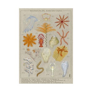 May include: A scientific print titled WESTERN PACIFIC SEAMOUNT FAUNA featuring fifteen numbered illustrations of marine organisms including crustaceans, corals, sponges, and starfish rendered in muted colors on a light tan background with a legend.