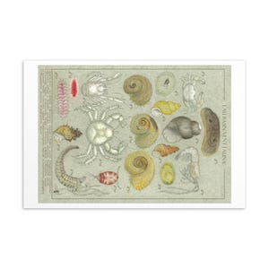 Lau Basin Vent Fauna Community Postkarte