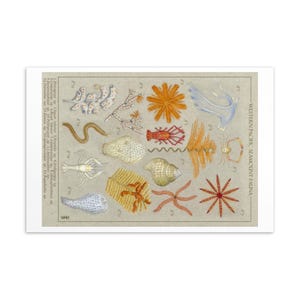 May include: A vintage-style scientific print titled WESTERN PACIFIC SEAMOUNT FAUNA, featuring detailed illustrations of various marine organisms including crustaceans, corals, and mollusks, labeled with numbers 1 through 15 on a beige background.