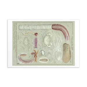 East pazifischer Rise Vent Fauna Community Postkarte