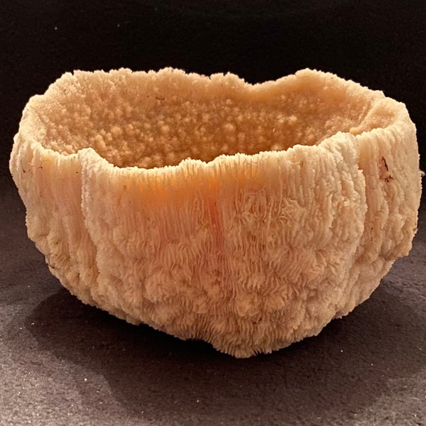 Vintage Genuine Natural White Coral Bowl-Decorative Bowl-Shell