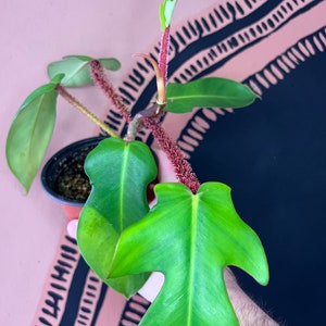 Philodendron Squamiferum ‘A’