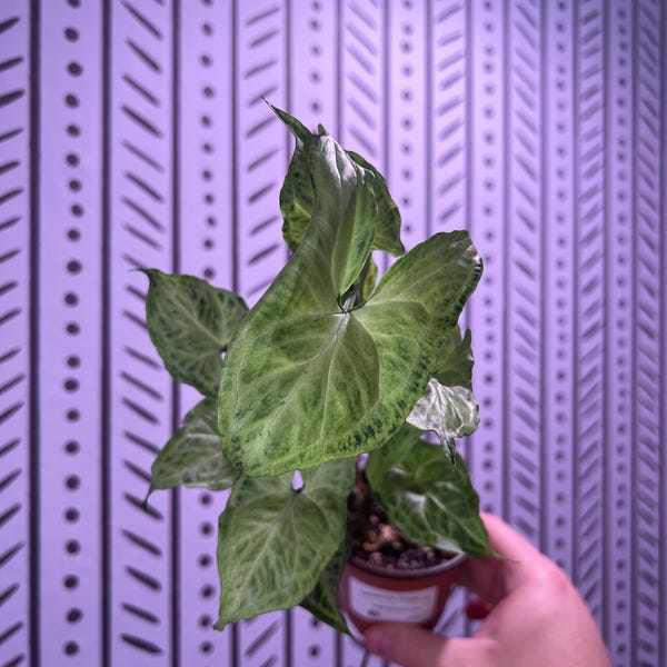 Syngonium Batik NOID #045