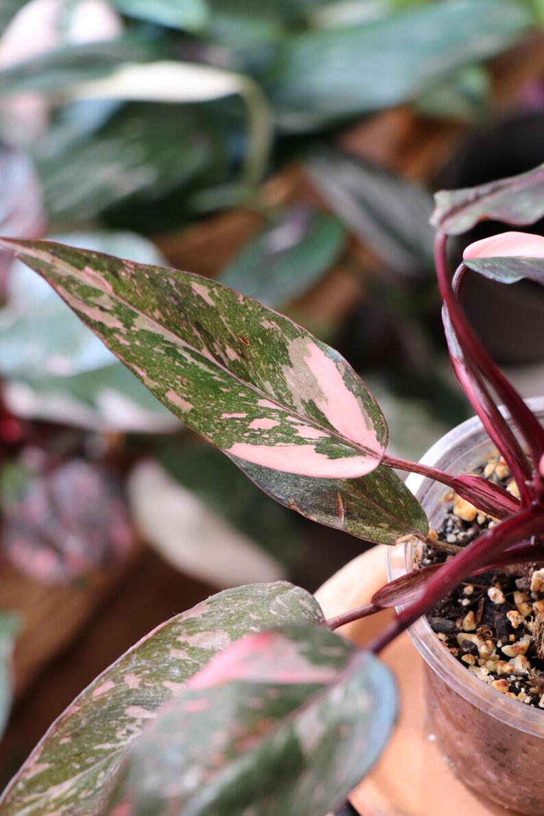 Philodendron Pink Princess Etsy