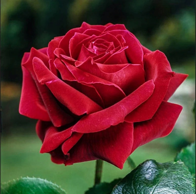 30 Rare Mr. Lincoln Rose Bush Seeds buy 3 Packs Etsy