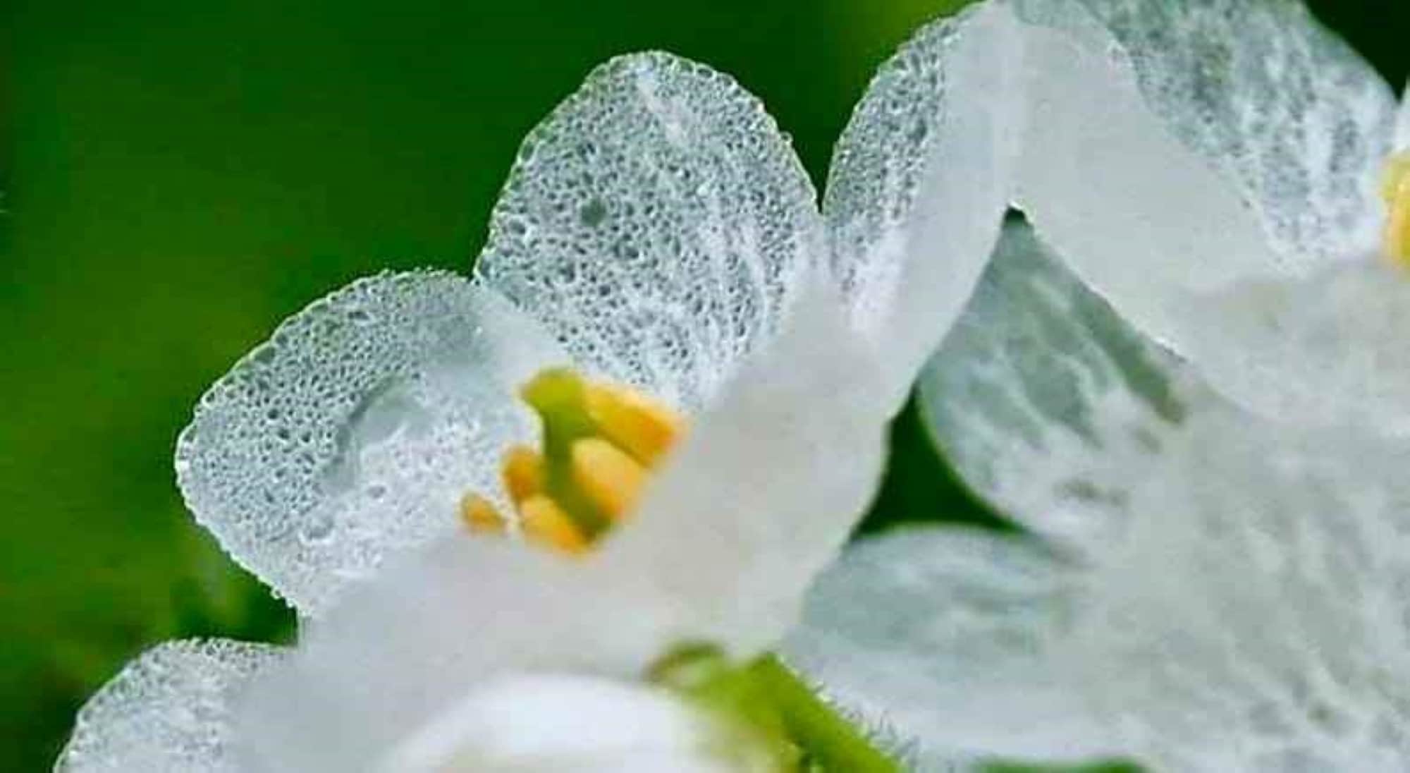 20 Spectacular Rare Skeleton Flower Seeds Perfect for Winter Etsy