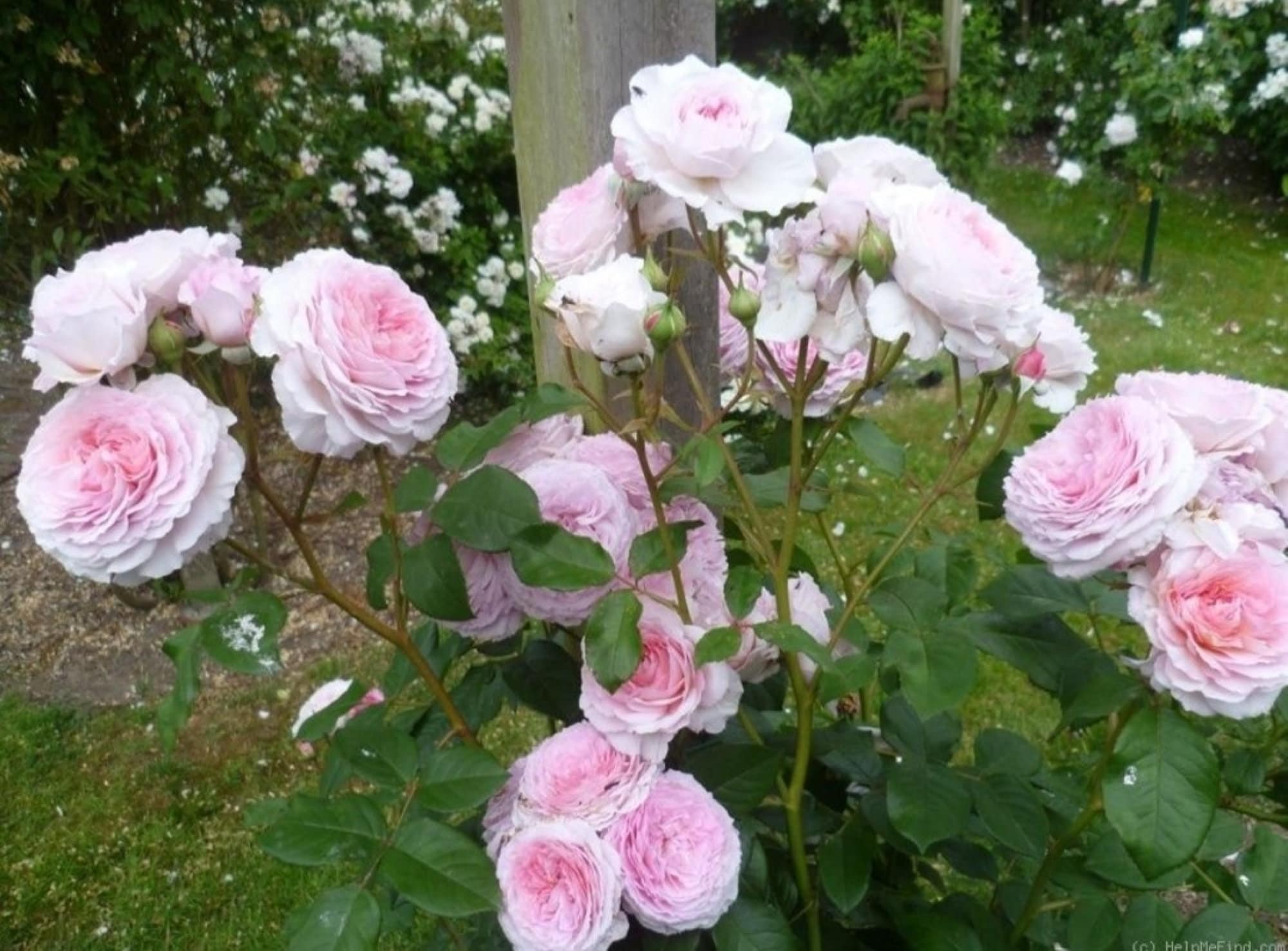 30 Rare James Galway David Austin Rose Bush Seeds buy 3 Etsy