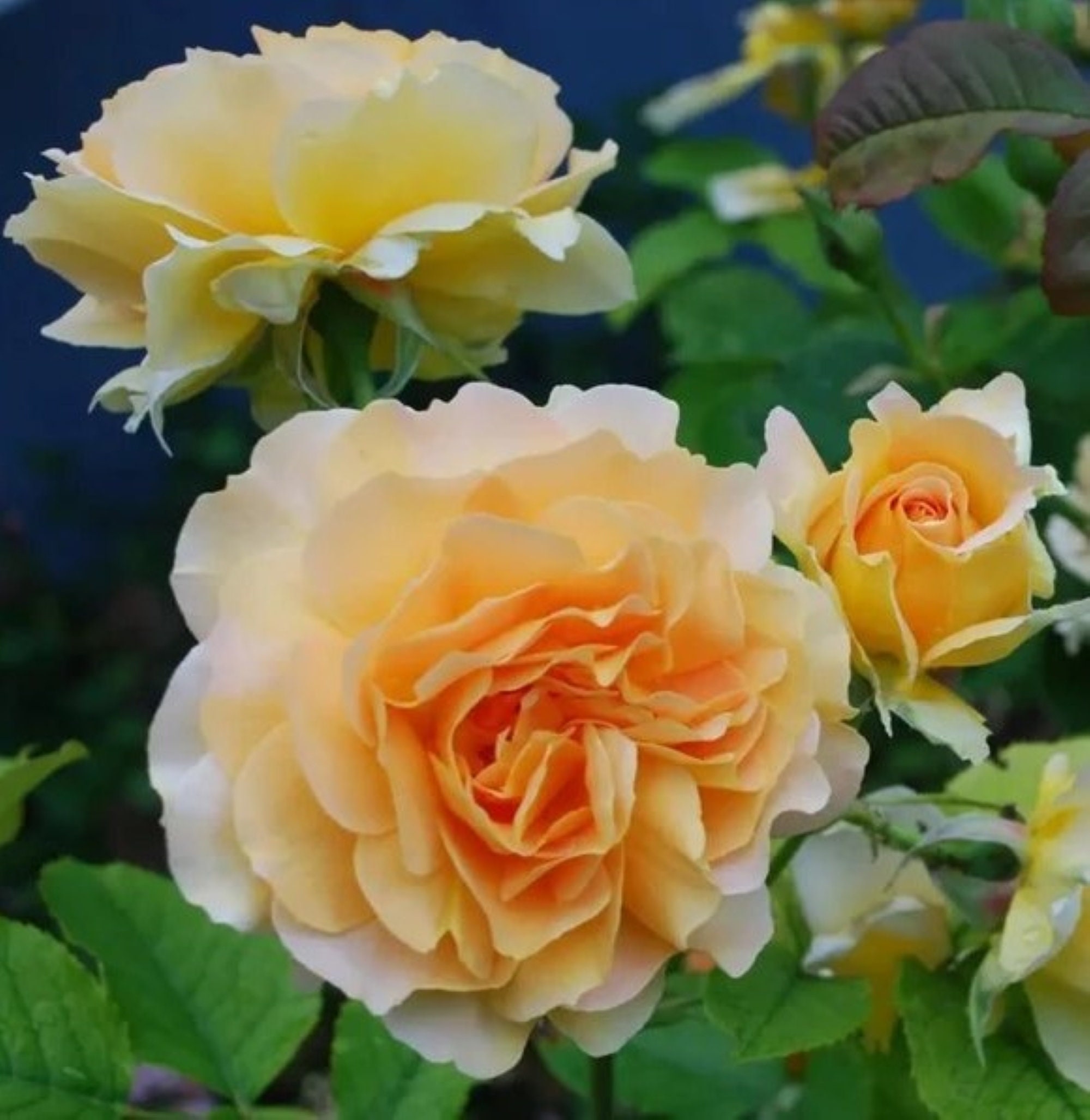 30 Rare Honey Perfume Rose Bush Seeds buy 3 Packs Etsy