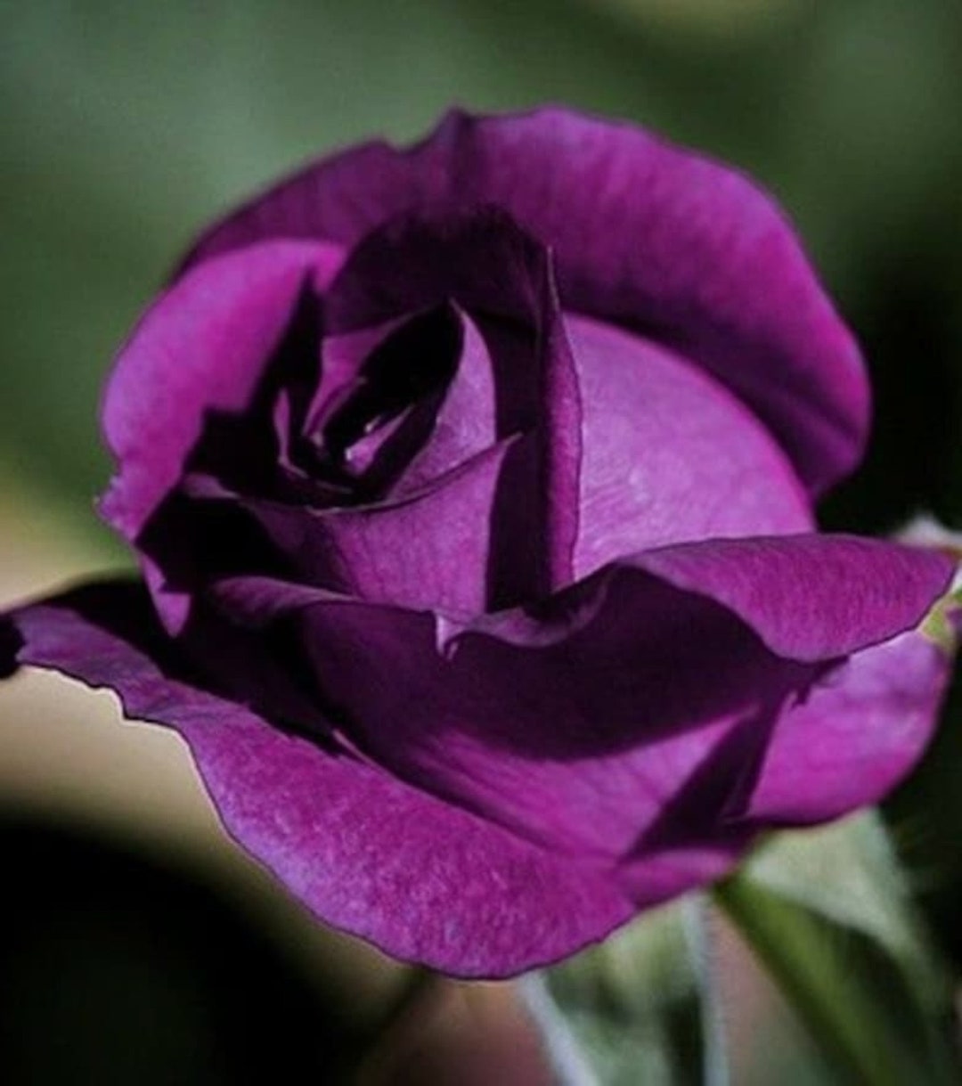30 Amazing Dark Purple Rose Bush Seeds buy 3 Packs Get 1 Etsy