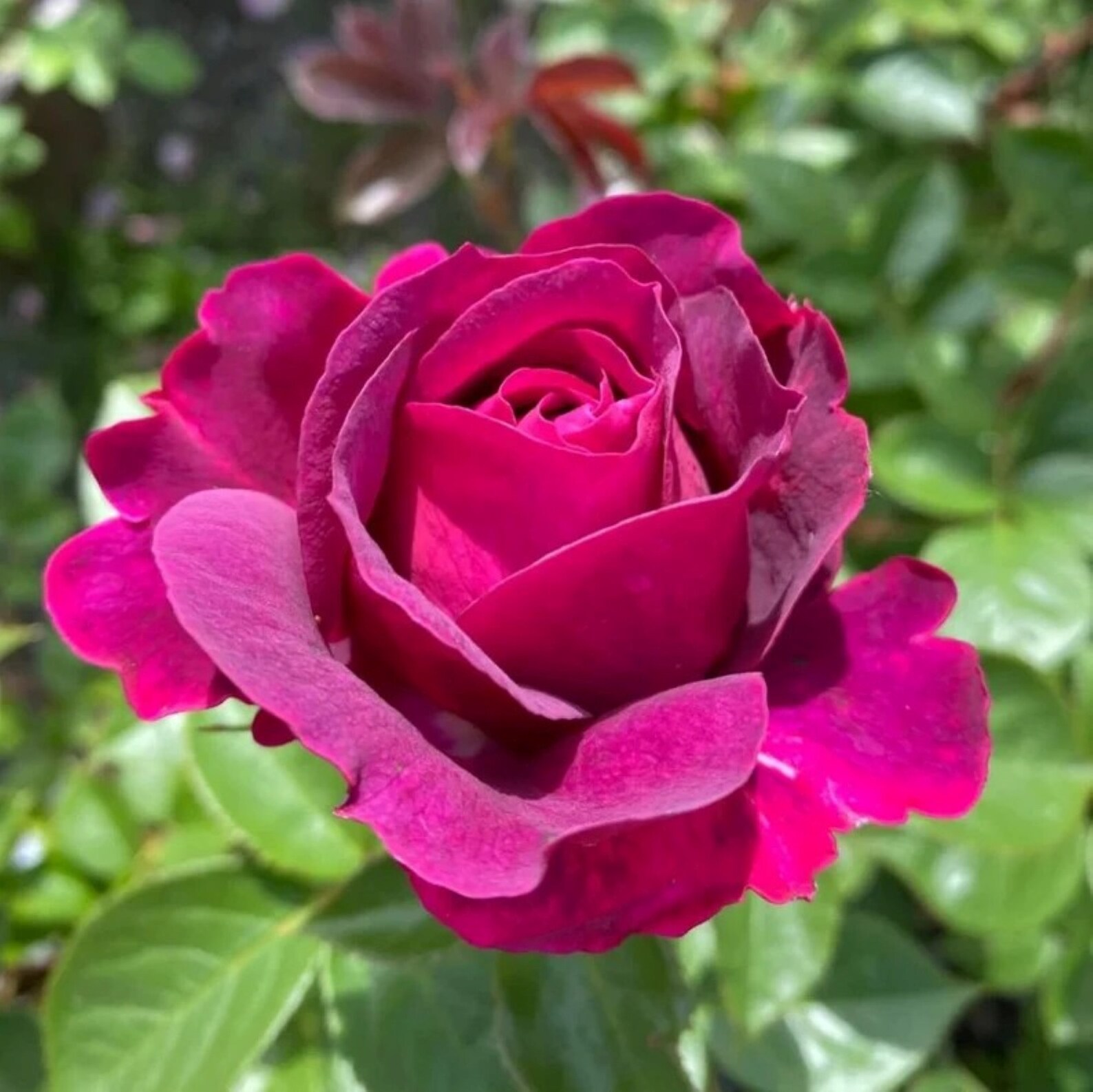 30 Rare Celestial Night Rose Bush Seeds buy 3 Etsy