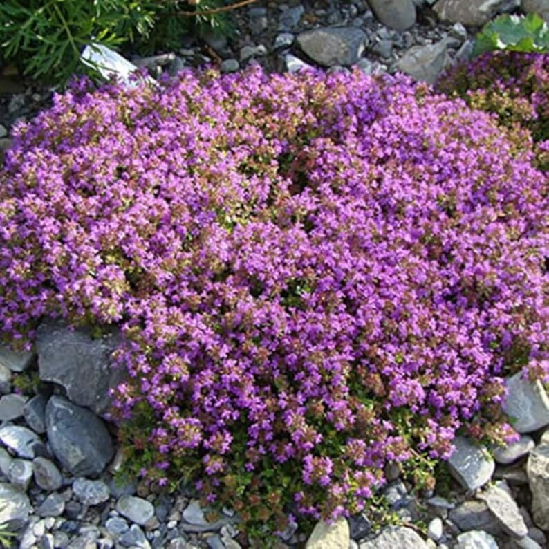 500 Absolutely Creeping Thyme Ground Cover Seeds Etsy