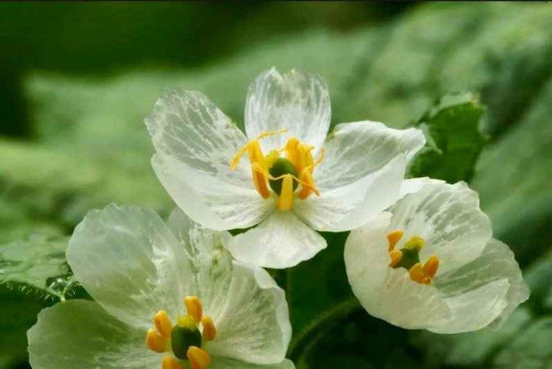 20 Spectacular Rare Skeleton Flower Seeds Perfect for Winter Etsy