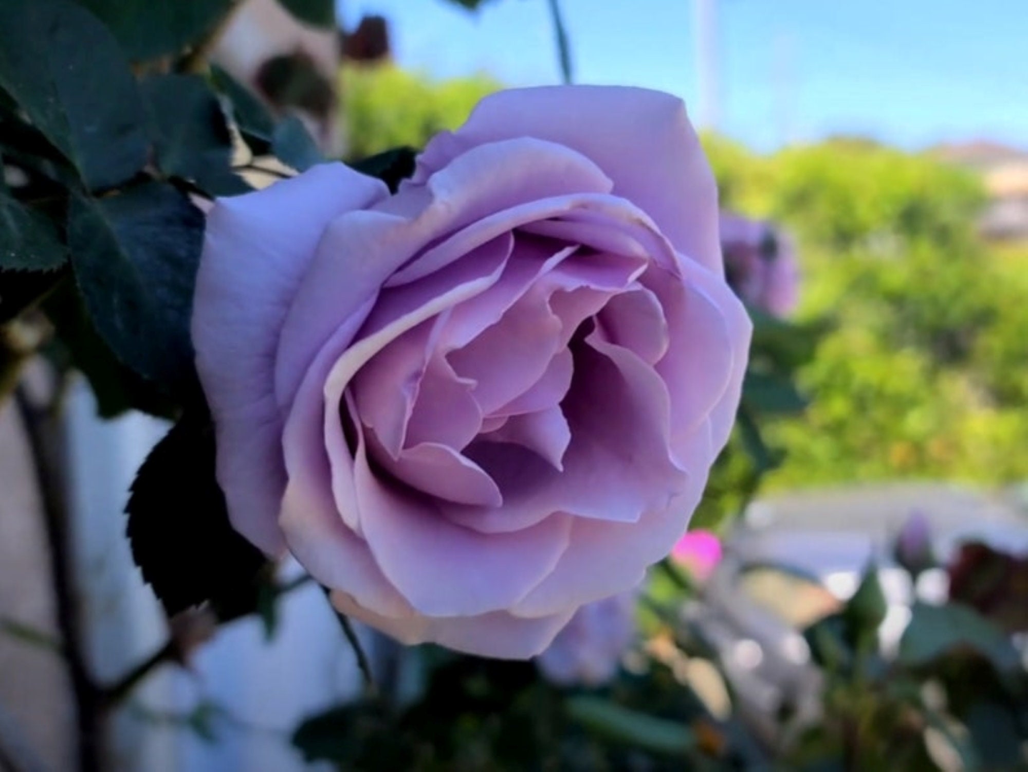 30 Rare Stunning Blue Girl Tea Rose Bush Seeds buy 3 Packs Etsy