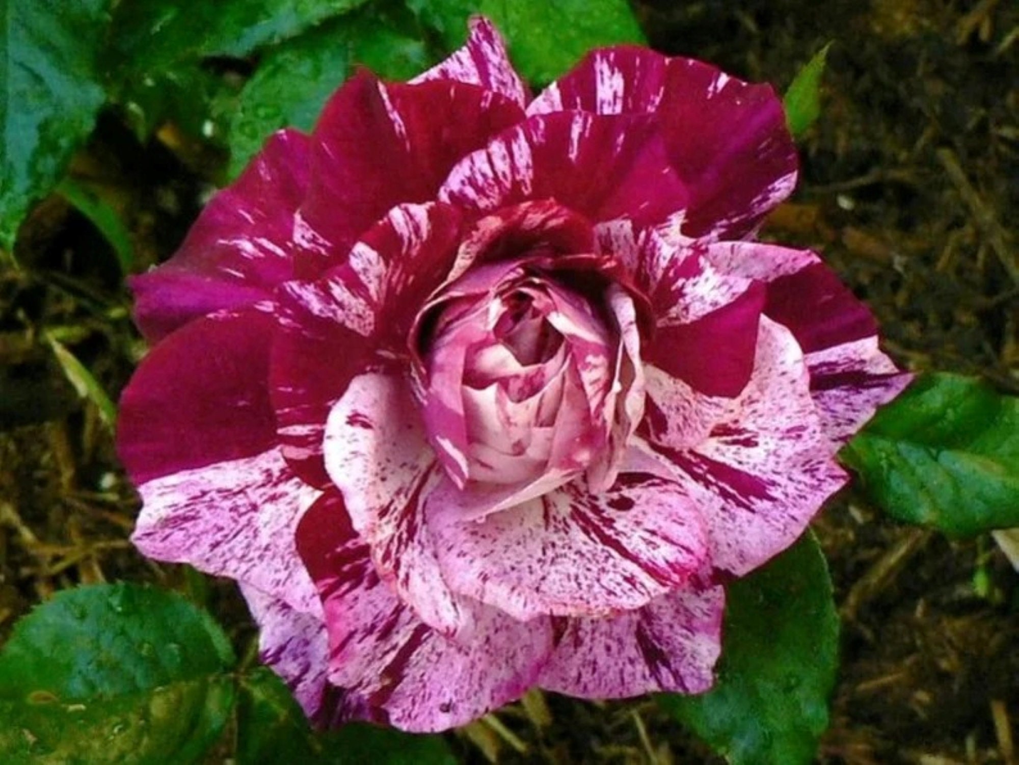30 Rare Purple Dragon Rose Bush Seeds buy 3 Packs Etsy