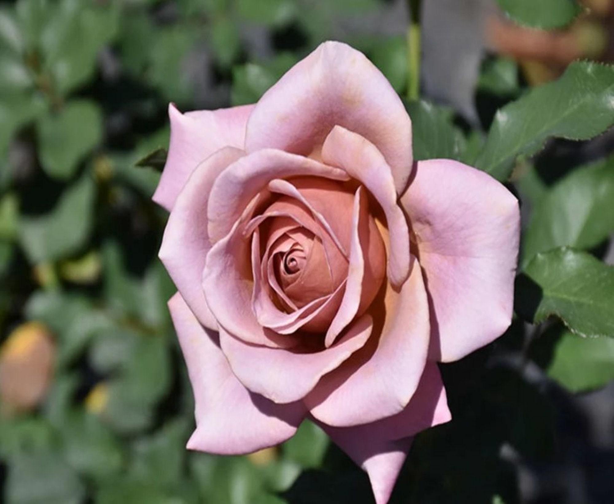 30 Rare Koko Loko Rose Bush Seeds buy 3 Packs Get Etsy