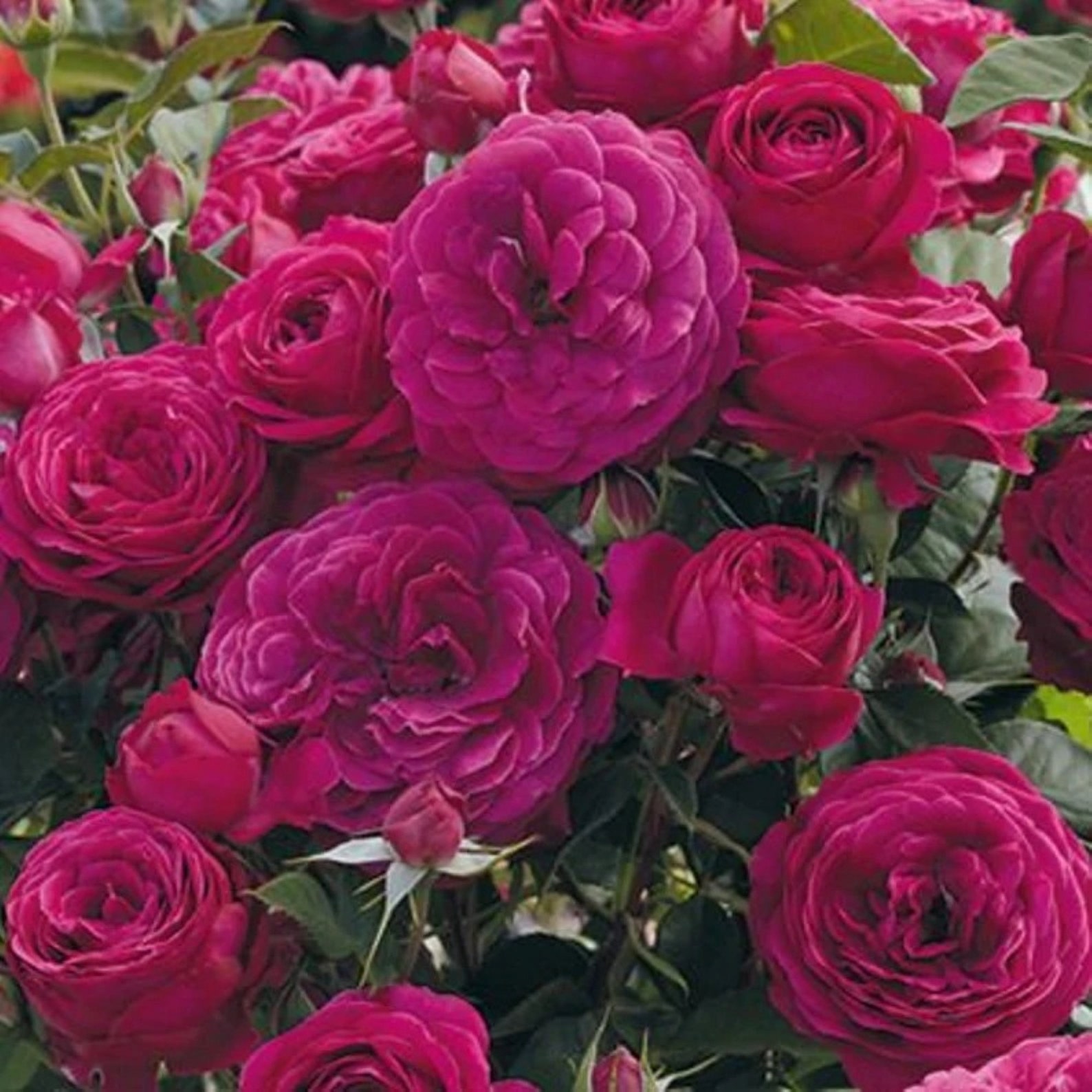 30 Rare Celestial Night Rose Bush Seeds buy 3 Etsy