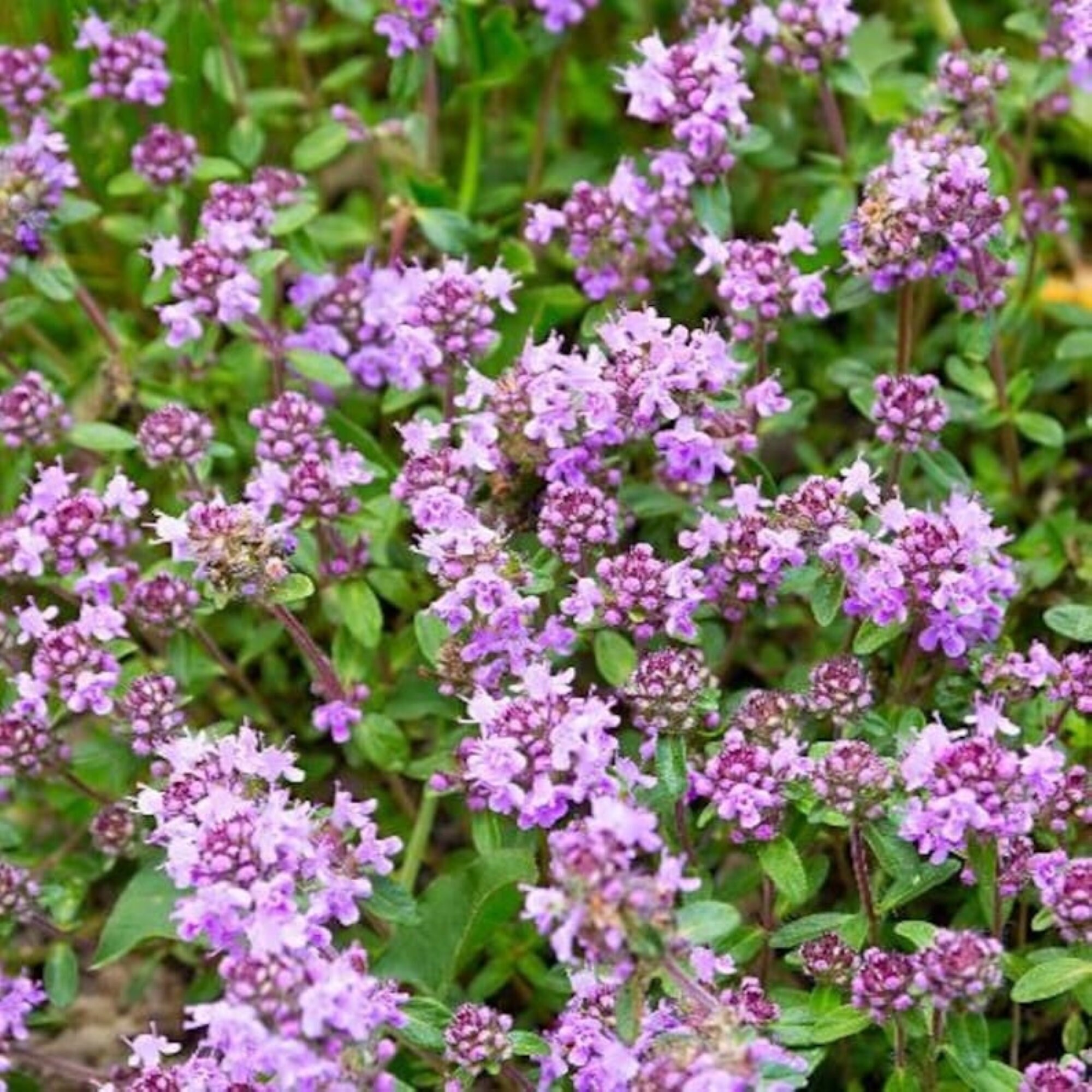 500 Absolutely Creeping Thyme Ground Cover Seeds Etsy