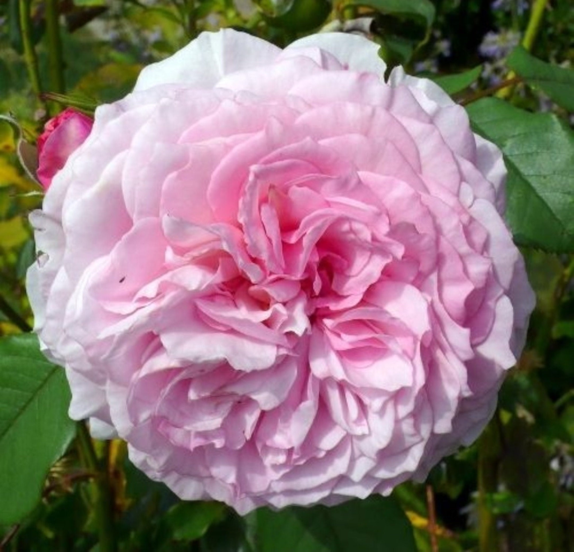 30 Rare James Galway David Austin Rose Bush Seeds buy 3 Etsy