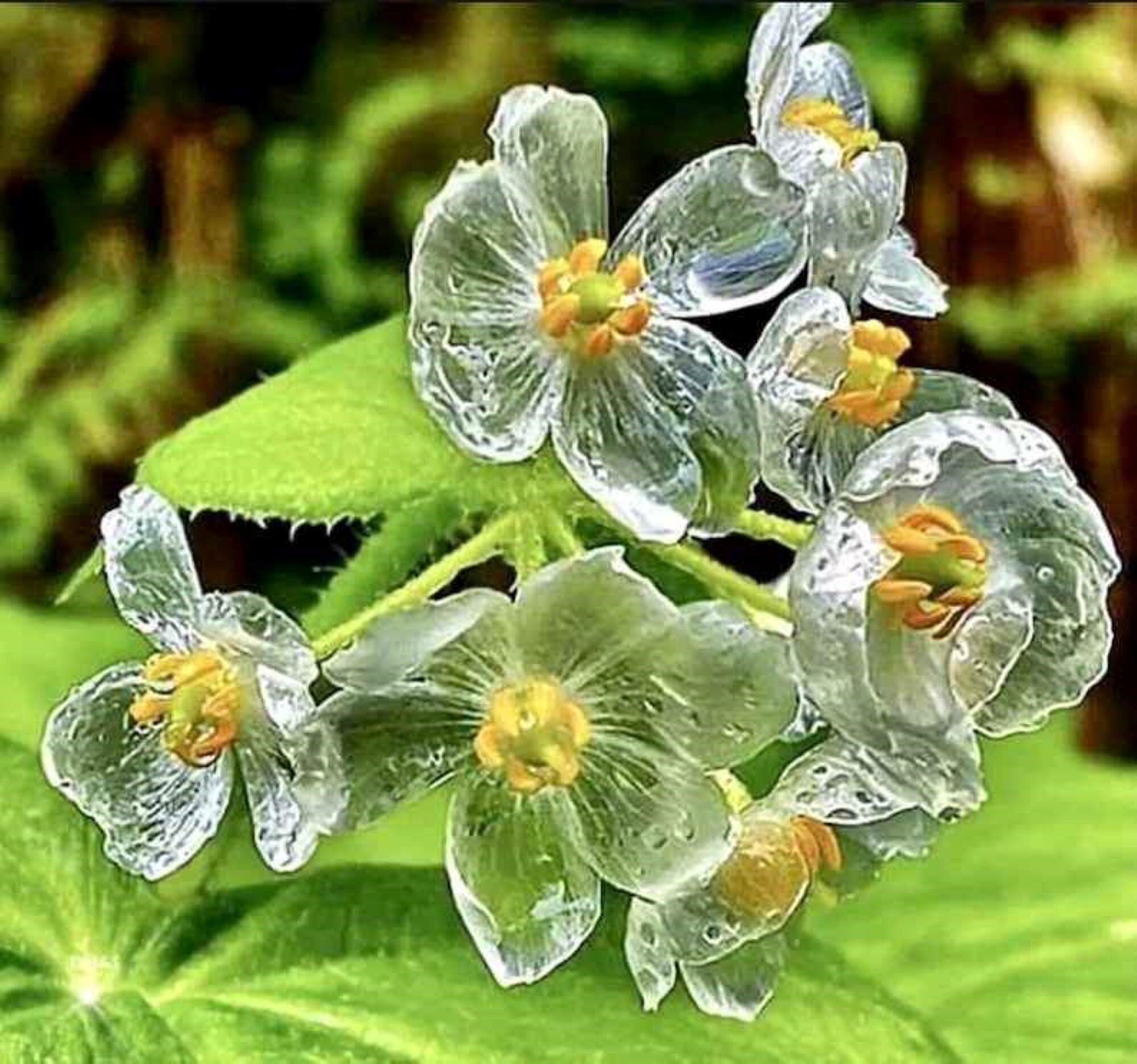 20 Spectacular Rare Skeleton Flower Seeds Perfect for Winter Etsy