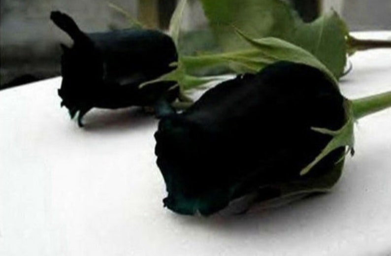 30 Rare Black Rose Bush Seeds buy 3 Packs Get 1 Etsy