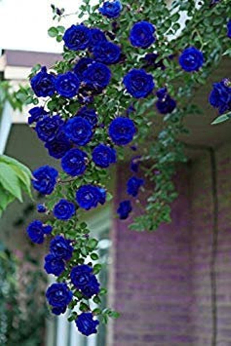 30 Spectacular Rare Blue Climbing Rose Bush Seeds buy 3 Etsy