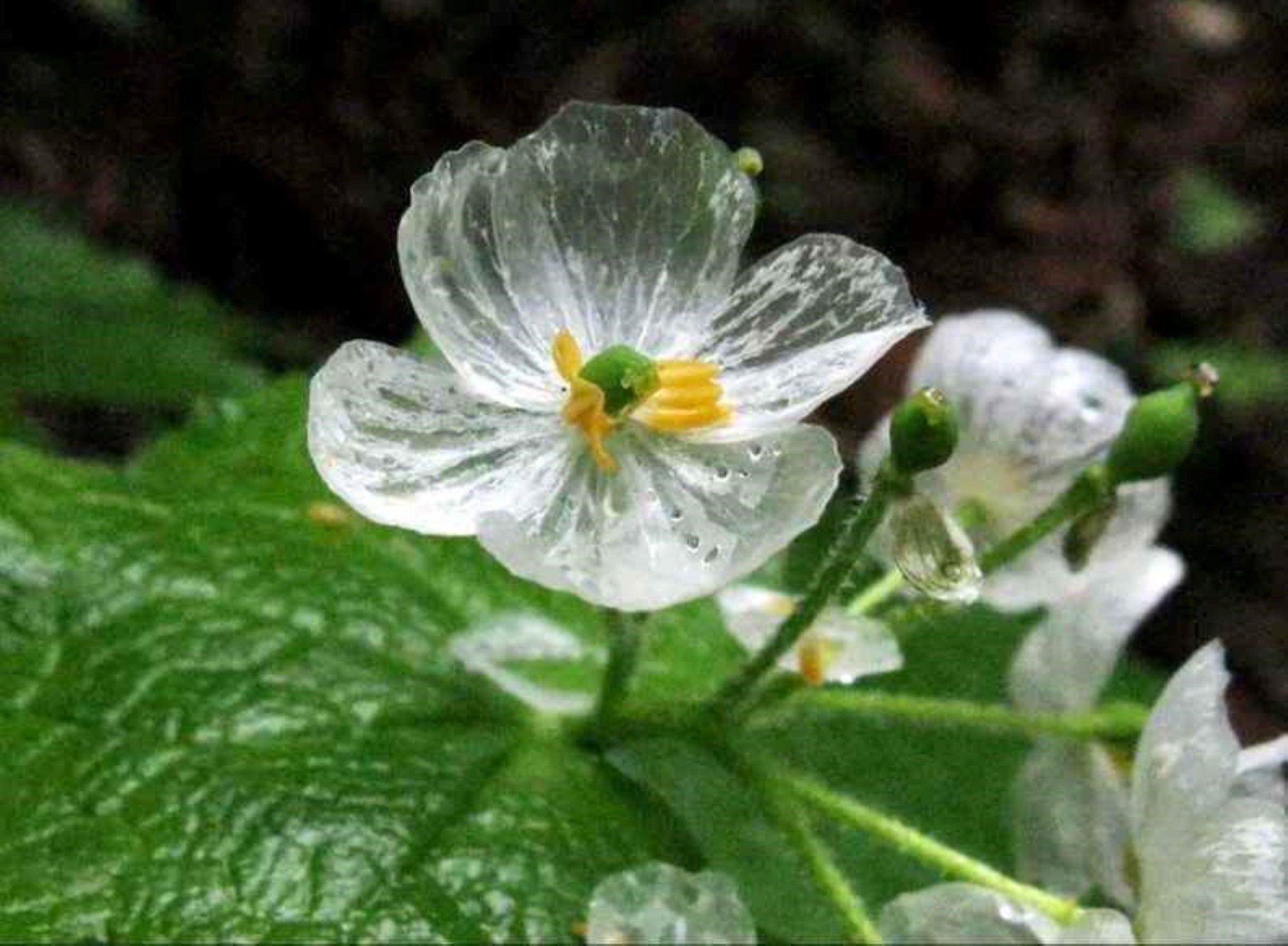 20 Spectacular Rare Skeleton Flower Seeds Perfect for Winter Etsy