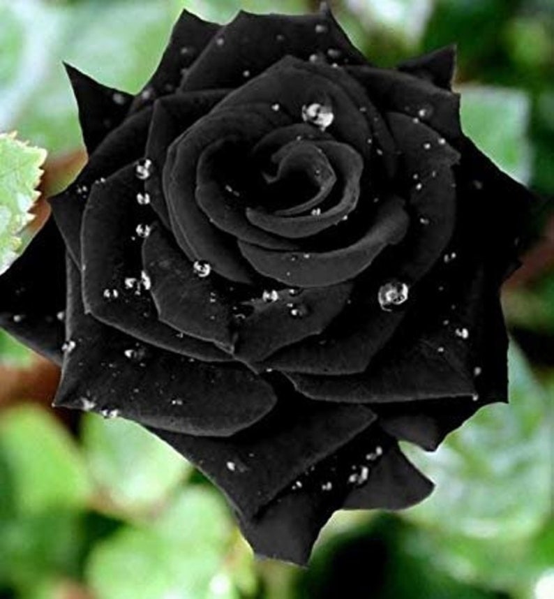 30 Rare Black Rose Bush Seeds buy 3 Packs Get 1 Etsy