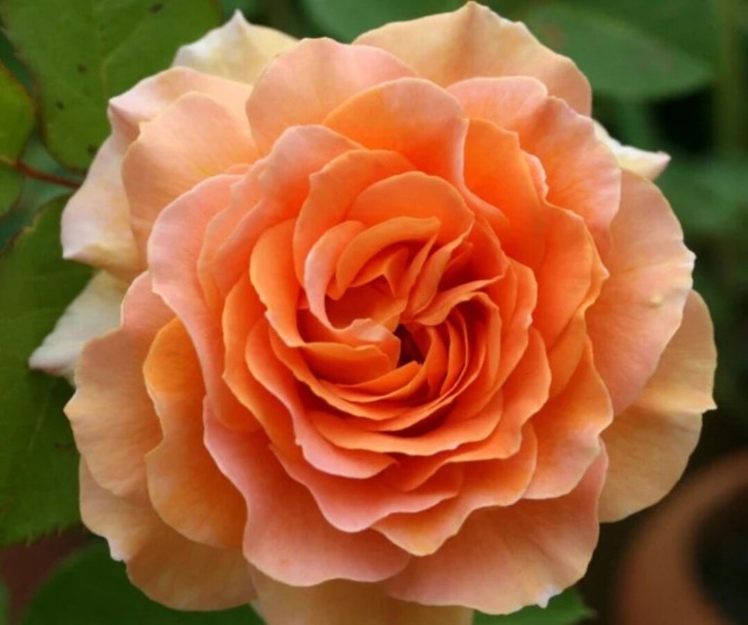30 Rare Honey Perfume Rose Bush Seeds buy 3 Packs Etsy