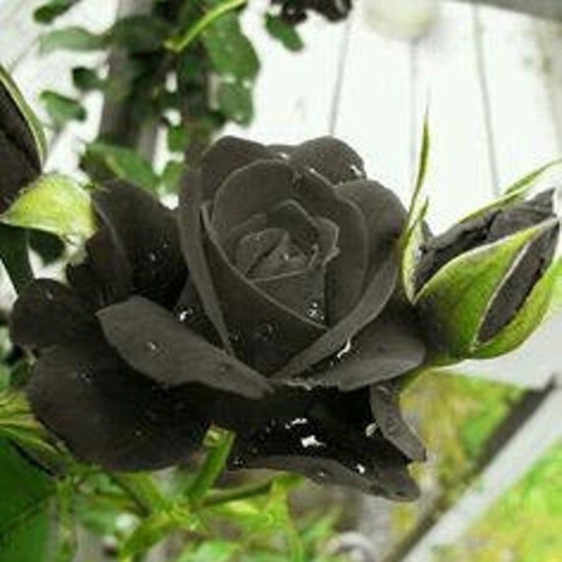 30 Rare Black Rose Bush Seeds buy 3 Packs Get 1 Etsy