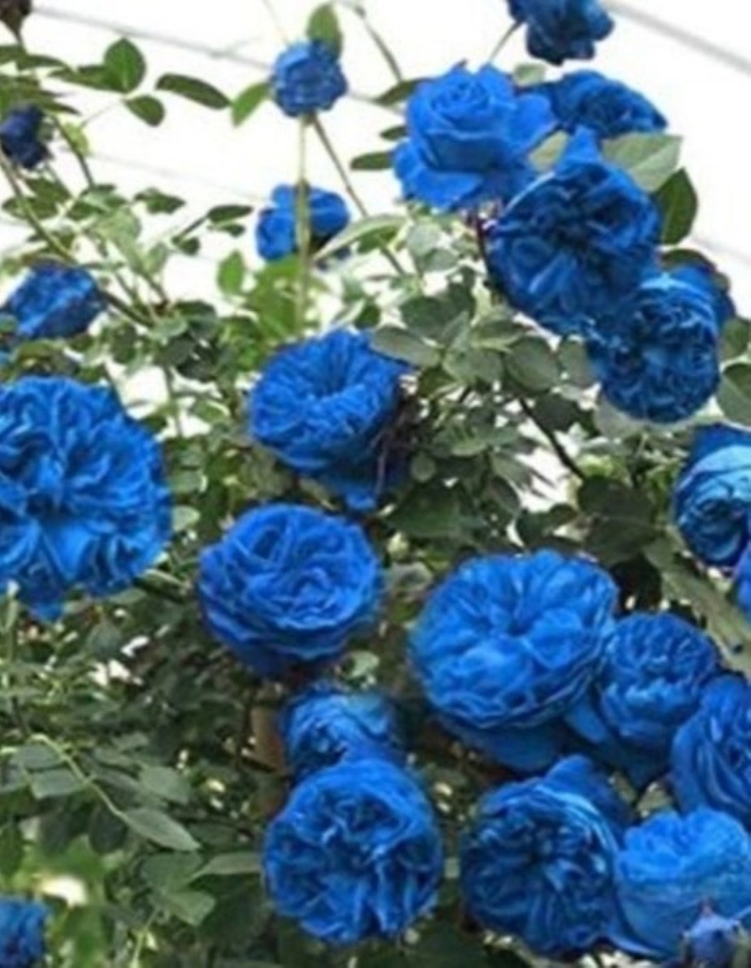 30 Spectacular Rare Blue Climbing Rose Bush Seeds buy 3 Etsy