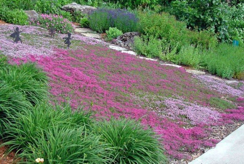 500 Absolutely Creeping Thyme Ground Cover Seeds Etsy