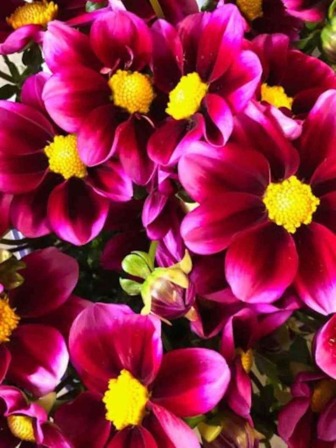 40 Rare Amazing Bashful Dahlia Flower Seeds buy 3 Packs Get Etsy
