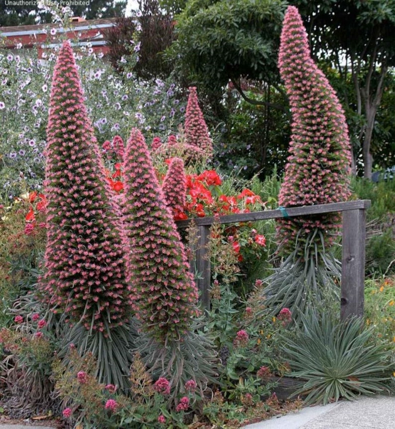 20 Spectacular Tower of Jewels Echium Red Bugloss Seeds FREE Etsy