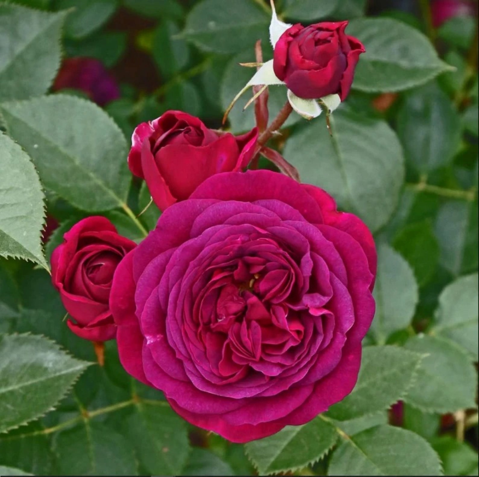 30 Rare Celestial Night Rose Bush Seeds buy 3 Etsy