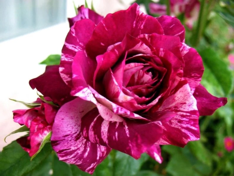 30 Rare Gorgeous Purple Dragon Rose Bush Seeds buy 3 Packs - Etsy