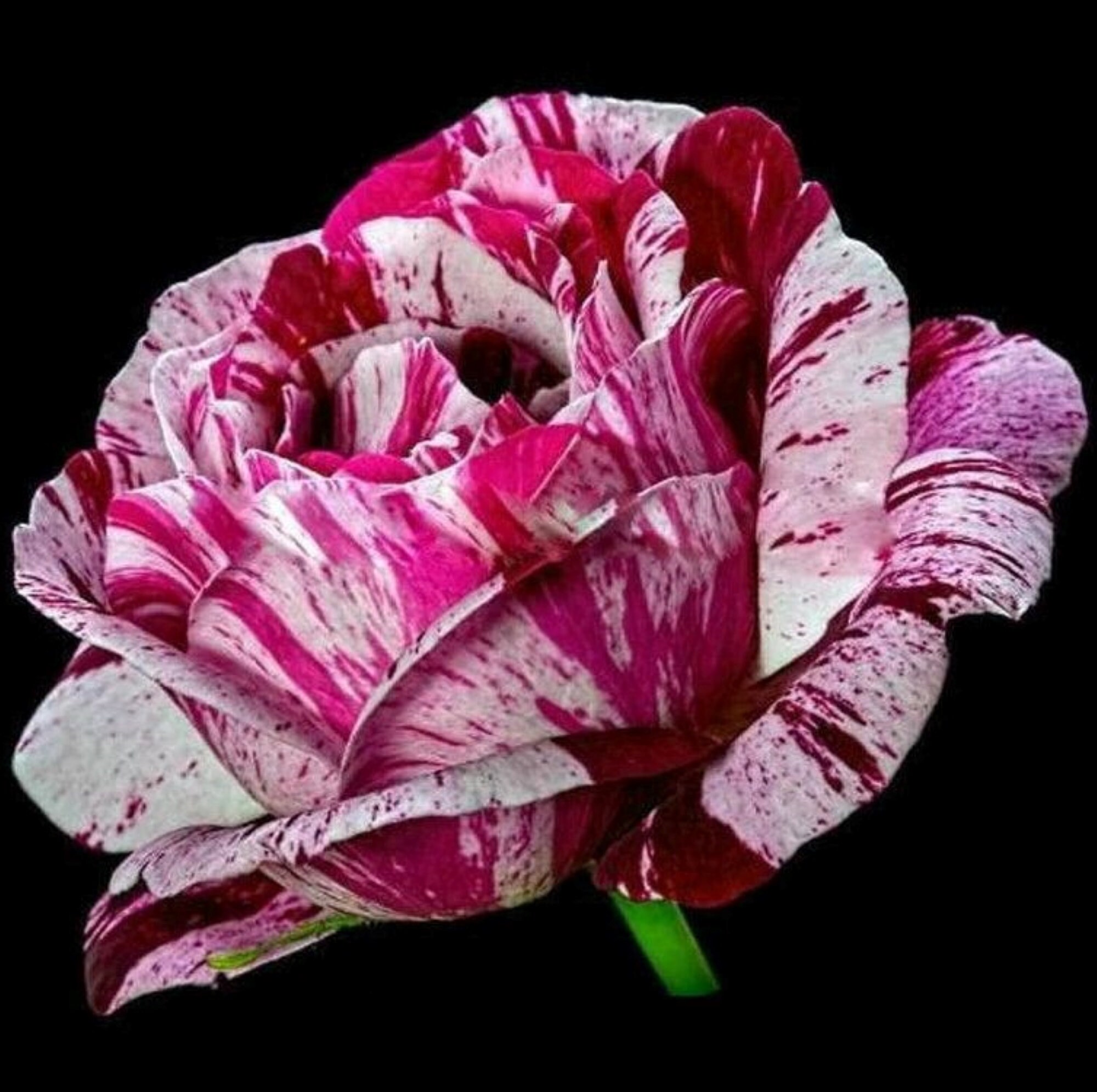 Black dragon rose plants