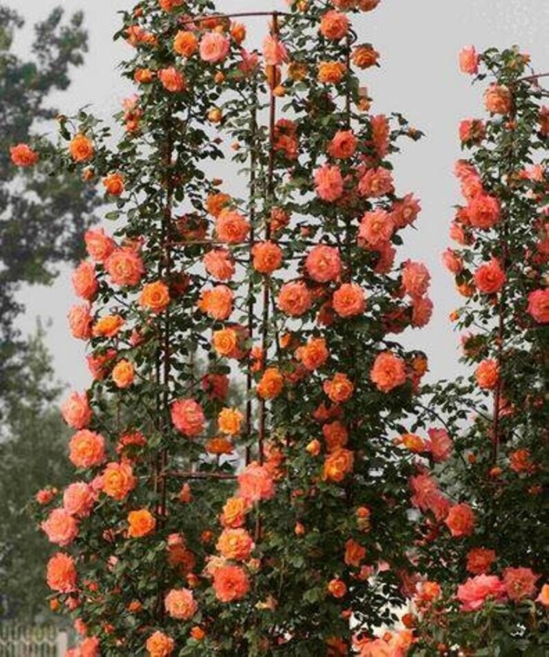 30 Rare Orange Climbing Rose Bush Seeds buy 3 Etsy