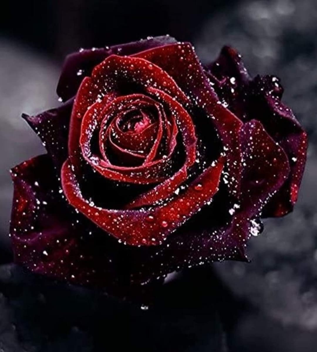30 Rare Gorgeous True Blood Rose Bush Seeds buy 3 Packs Get - Etsy