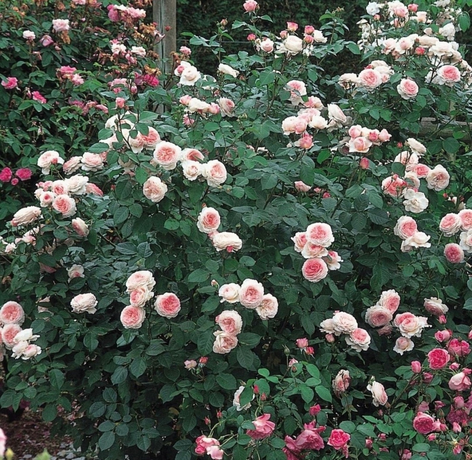 30 Rare James Galway David Austin Rose Bush Seeds buy 3 Etsy