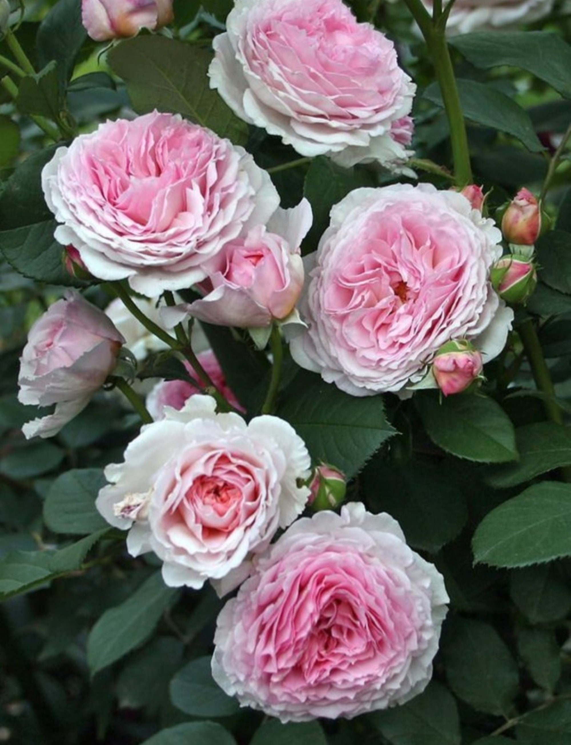 30 Rare James Galway David Austin Rose Bush Seeds buy 3 Etsy